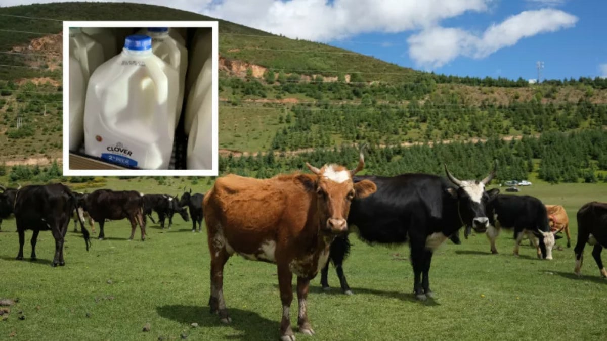 Çin, daha fazla süt için ilk kez inek klonladı