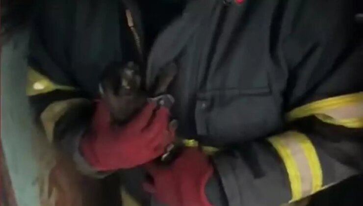 Diyarbakır’da Yangından Mahsur Kalan 3 Yavru Kedi Kurtarıldı