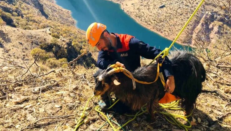 Dicle’de Mahsur Kalan 10 Keçi AFAD Tarafından Kurtarıldı