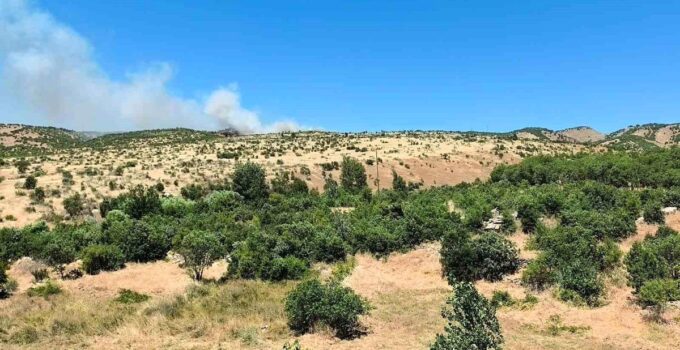 Dicle’de ağaçlık alanda yangın