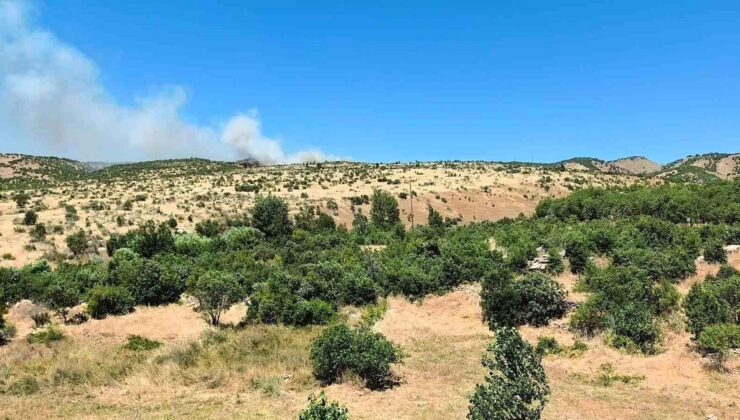 Dicle’de ağaçlık alanda yangın