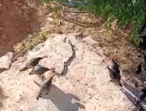 Hindilerin, aralarına giren yılanları izlediği anlar görüntülendi